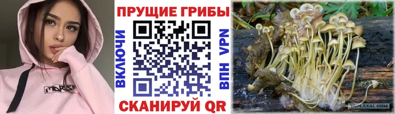 mega   Кудрово  Галлюциногенные грибы GOLDEN TEACHER 